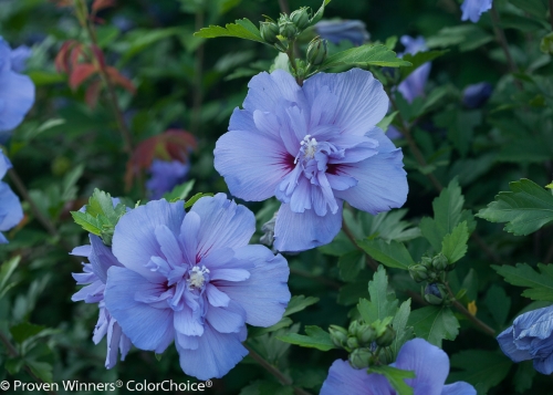 Height 8 - 12' Spacing 6 - 7' Exposure Full sun Hardy Temp -20°F (-28°C) Uses Late season color for hedges, perennial or shrub borders, specimen plantings. This is a nice addition to the mixed border. Features Large blue flowers in late summer. Adaptable and easy to grow. Deer resistant. Attracts butterflies. Soil Adaptable to most well drained soils. Pruning Prune to shape in late winter/early spring. Type Deciduous Bloomtime Summer Flower Color Blue-Lavender Foliage Color Dark Green Zone 5 - 9 Awards Silver Medal from the Royal Boskoop Horticultural Society; 2012 RHS Award of Garden Merit