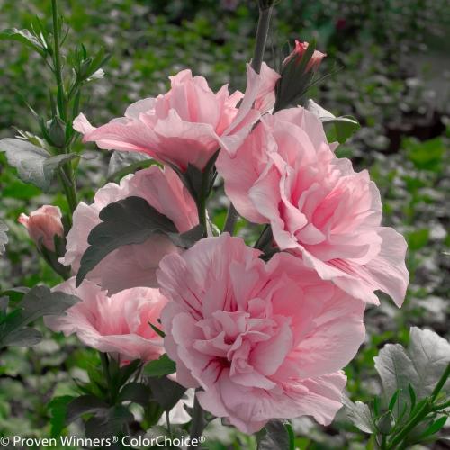 Height 8 - 12' Spacing 6 - 7' Exposure Full sun Hardy Temp -20°F (-28°C) Uses Great large shrub for landscape use, young plants can be used in containers but will need to be moved to the landscape as they mature. Can be trained into a small tree. This is an excellent plant for the mixed border or as a specimen plant. The pink flo Features Large, lacy pink summer flowers. Adaptable and easy to grow. Deer resistant. Attracts butterflies. Soil Adaptable to most well drained soils. Pruning Prune to shape in late winter/early spring. Type Deciduous Bloomtime Summer Flower Color Pink Foliage Color Green Zone 5 - 9