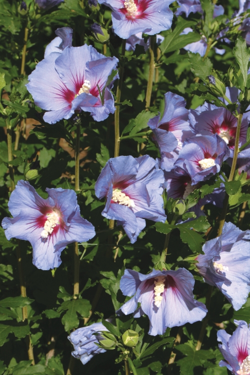 Height 8 - 12' Spacing 5 - 6' Exposure Full sun Hardy Temp -20°F (-28°C) Uses An excellent hardy hibiscus for the landscape. Can be trained into a small tree. Excellent for use in mixed containers and then removed for fall planting. Good for hedging. Features Large blue flowers in late summer. Adaptable and easy to grow. Deer resistant. Attracts butterflies. Soil Adaptable to most well drained soils. Pruning Prune to shape in late winter/early spring. Type Deciduous Bloomtime Summer Flower Color Blue-Purple Foliage Color Green Zone 5 - 9 Awards Top Pick Dallas Arboretum; Award of Recommendation Royal Boskoop Horticultural Society