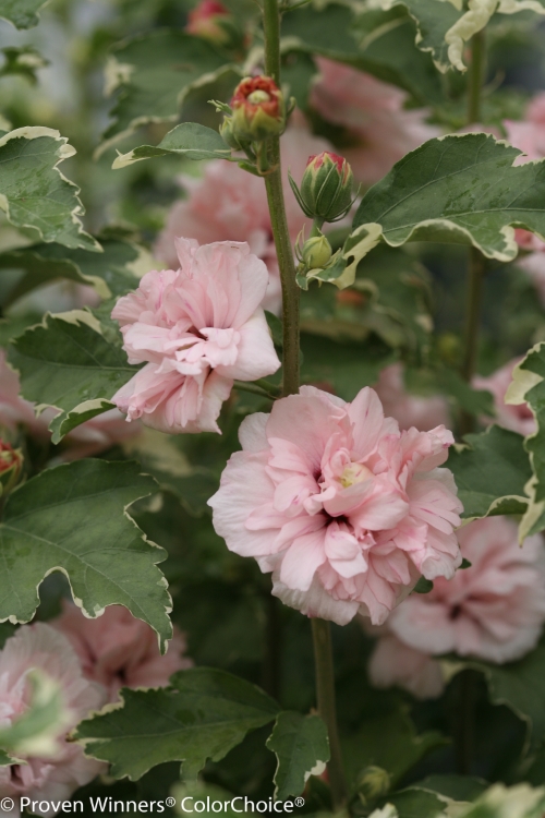 Height 8 - 12' Spacing 5 - 7' Exposure Full sun Hardy Temp -20°F (-28°C) Uses Late season color, hedges or screens, perennial or shrub borders, specimen and containers. May be planted in a container as a patio plant and then transplanted into the ground in fall. Features Variegated foliage is attractive all season, and soft pink blooms in summer. Deer resistant. Attracts butterflies. Non-invasive. Soil Adaptable to most well drained soils. Pruning Prune to shape in late winter/early spring. Type Deciduous Bloomtime Summer Flower Color Pink Foliage Color Variegated Zone 5 - 9 Awards Bronze Medal, Plantarium 2009
