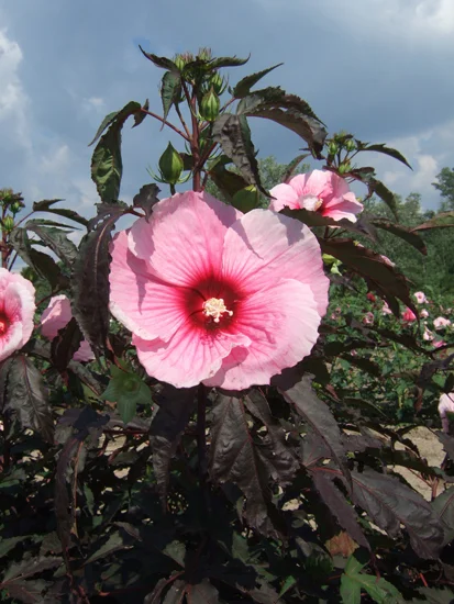 Height 48-60" Spacing 48-60" Exposure Full sun Hardy Temp -20°F (-28°C) Uses Late season color, hedges or screens, perennial or shrub borders, specimen and containers. May be planted in a container as a patio plant and then transplanted into the ground in fall. Soil Adaptable to most well drained soils. Pruning Prune to shape in late winter/early spring. Type Deciduous Bloomtime Summer Flower Color Pink Foliage Color Green Zone 5 - 9