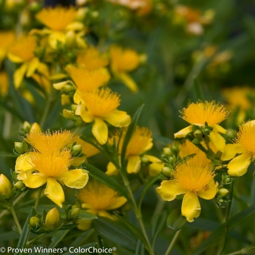 Height 2 - 3' Spacing 3 - 4' Exposure Full sun Hardy Temp -30°F (-34°C) Uses Groupings, masses, perennial or shrub borders, hedges. Great for adding bright summer color to the garden. Features Bright yellow flowers from July to September. Long bloom time. Deer resistant. Native. Soil Best in moist, well drained soils. Pruning Prune to shape in spring. Type Deciduous Bloomtime Summer Flower Color Yellow Foliage Color Dark Green Zone 4 - 7 Awards Bronze Medal, Plantarium