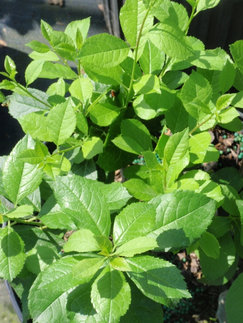 Height 3 - 4' Spacing 3 - 5' Exposure Plant in sun or partial shade Hardy Temp -40°F (-40°C) Uses Specimen for pollination for Berry Poppins Features Native. Compact. Pollinator. Soil Moist to damp soils. Pruning Prune in late winter/early spring. Type Deciduous Bloomtime Early summer Flower Color White Foliage Color Green Zone 3 - 8