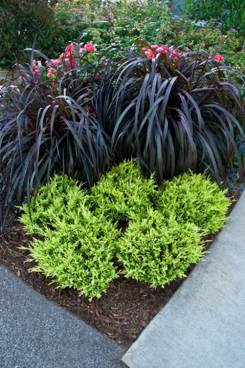 Height 1 - 1' Spacing 9 - 11' Exposure Full sun Hardy Temp -30°F (-34°C) Uses Mass plantings; rock gardens; slope and bank plantings. Features Soft-textured evergreen with colorful foliage. Spreading habit. Deer resistant. Drought tolerant. Soil Good in sandy, rocky soils. Pruning Prune to shape in early spring. Type Evergreen Bloomtime N/a Flower Color N/a Foliage Color Yellow Zone 4 - 9