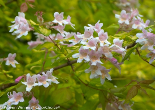 Height 6 - 9' Spacing 7 - 10' Exposure Partial sun Hardy Temp -30°F (-34°C) Uses Gorgeous in the landscape as a specimen plant or in a container. Plant in the ground in fall if kept as a patio plant. Good in shrub borders and woodland gardens. Does best in filtered sun. Features Golden foliage is attractive all season. Light pink spring flowers. Orange red fall color. Deer resistant. Soil Prefers medium, well drained soils. Pruning Prune after flowering. Type Deciduous Bloomtime Spring Flower Color Pink Foliage Color Chartreuse Zone 4 - 9 Awards Way Hot 100 Garden Design Magazine