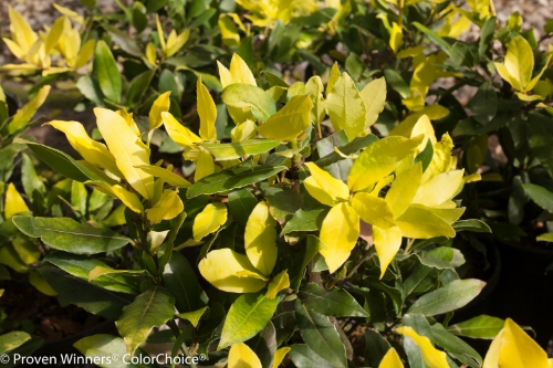 Height 6 - 20' Spacing 6 - 22' Exposure Full sun Hardy Temp 10°F (-12°C) Uses Specimen, herb gardens Features Gold foliage. Fragrant. Deer-resistant. Soil Well-drained soils Pruning Prune in late winter/early spring. Type Evergreen Bloomtime N/a Flower Color Yellow Foliage Color Yellow Zone 8 - 10