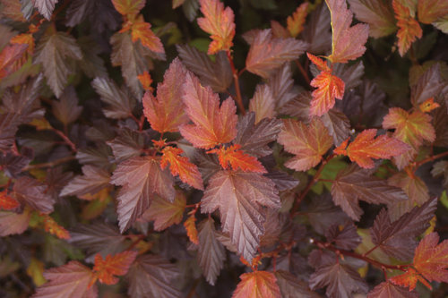 Height 6 - 8' Spacing 7 - 10' Exposure Full sun Hardy Temp -40°F (-40°C) Uses Great foliage stunner in the landscape. Good in groupings and mass planting, perennial and shrub borders. This is a very tough plant that is ideal for difficult sites. Features Coppery-orange foliage all season long. White flowers in early summer. Adaptable. Easy to grow. Native. Soil Adaptable to most soils. Pruning Prune about a third of the branches to the ground in late winter. Type Deciduous Bloomtime Early summer Flower Color Pink Foliage Color Bronze Zone 3 - 7 Awards 2011 Cut Flower of the Year - Association of Specialty Cut Flower Growers
