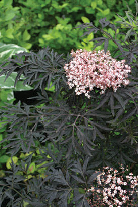 Height 6 - 8' Spacing 7 - 9' Exposure Plant in sun or partial shade Hardy Temp -30°F (-34°C) Uses Great as a shrub in the landscape or as a potted shrub on the patio. Good in groupings or masses, or perennial and shrub borders. Makes a nice specimen or screen. Tough enough for roadsides or naturalizing. Good in wet soils. Features Distinctive lacy foliage all season and soft pink early summer flowers. Season long color and texture. Fall fruit attracts birds. Deer resistant. Soil Prefers moist soils, but will adapt to dry ones. Pruning Prune after flowering. Prune hard as a young plant to develop a good habit. Type Deciduous Bloomtime Early summer Flower Color Pink Foliage Color Black/Purple Zone 4 - 8 Awards ANLA #1 New Variety for 2006; Silver Medal, Royal Boskoop Horticulture Society; 2012 Royal Horticultural Society Award of Garden Merit