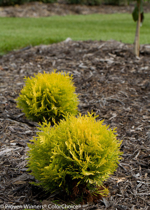 Height 0.8 - 1.3' Spacing 0.8 - 1.5' Exposure Plant in sun or partial shade Hardy Temp -40°F (-40°C) Uses Borders; foundation plantings; accent plant Features Evergreen. Dwarf. Yellow foliage. Soil Prefers deep, well drained soils. Pruning May be trimmed in early summer. Type Evergreen Bloomtime N/a Flower Color None Foliage Color Yellow Zone 3 - 7