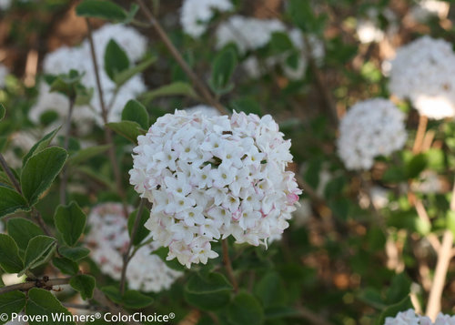 Height 3.5 - 5' Spacing 3.5 - 6' Exposure Plant in sun or partial shade Hardy Temp -30°F (-34°C) Uses Mixed borders, foundation plantings. Features Fragrant. White flowers. Compact. Deer-resistant. Soil Moist, well-drained soils. Pruning Prune after flowering. Type Deciduous Bloomtime Spring Flower Color White Foliage Color Green Zone 4 - 8