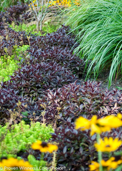 Height 0.8 - 1' Spacing 0.8 - 1' Exposure Full sun Hardy Temp -20°F (-28°C) Uses Use in shrub borders, grouping, masses, as a specimen or in containers (plant in ground in spring.) Very nice along walkways or other narrow sites. Features Pink spring flowers and dark purple foliage all season. Season-long color. Dwarf. Deer resistant. Soil Adaptable to most well-drained soils. Pruning Prune to shape after flowering. Type Deciduous Bloomtime Spring Flower Color Pink Foliage Color Black/Purple Zone 5 - 8 Awards Way Hot 100 Garden Design Magazine; MOBOT Tried and True