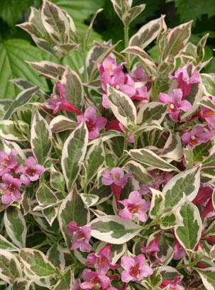 Height 1 - 1.5' Spacing 2 - 2.5' Exposure Plant in sun or partial shade Hardy Temp -30°F (-34°C) Uses Great for use in landscapes as an edging plant, mixed in the perennial border or in a container (plant in ground in fall.) Features Pink spring flowers and green and white variegated foliage all season long. Great for mixed beds and borders. Season long color. Dwarf. Deer resistant. Soil Adaptable to most well-drained soils. Pruning Prune to shape after flowering. Type Deciduous Bloomtime Spring Flower Color Pink Foliage Color Variegated Zone 4 - 6 Awards MOBOT Tried and True; 2006 Best of Show FarWest Trade Show; Gold Medal Boskoop Royal Horticulture Society; 2007 Hot Shrubs People Places and Plants; 2007 New ‘Fashioned’ Plants, Chesapeake Home Magazine; 2006 Gold Medal Plantarium