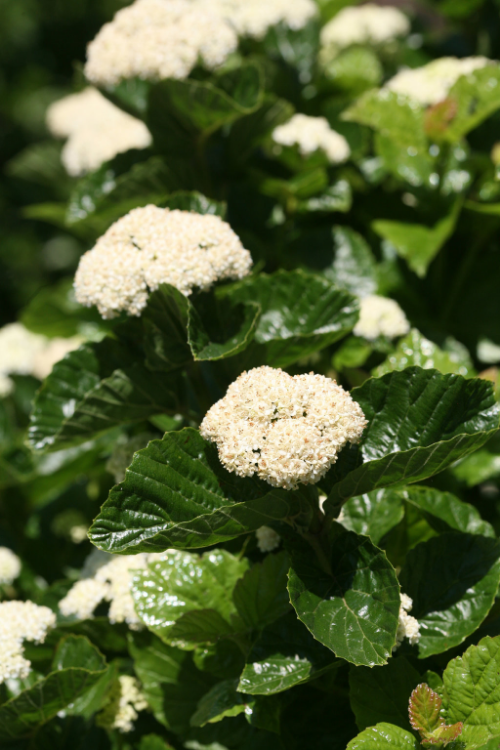 Height 4 - 5' Spacing 4 - 6' Exposure Plant in sun or partial shade Hardy Temp -30°F (-34°C) Uses Mixed borders, wildlife gardens, foundation plantings. Features White late spring flowers. Blue fall fruit. Deer-resistant. Native. Shiny foliage. Soil Moist, well-drained soils. Pruning Prune after flowering. Type Deciduous Bloomtime Spring Flower Color White Foliage Color Green Zone 4 - 8