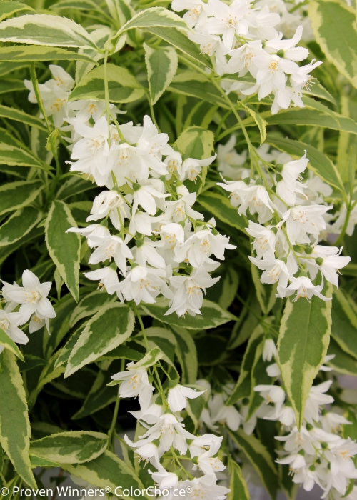 Height 1 - 2' Spacing 1 - 3' Exposure Full sun Hardy Temp -20°F (-28°C) Uses Mass plantings, groundcover. Features Variegated foliage. White flowers. Deer-resistant. Soil Best in moist, well-drained soil. Pruning Prune after flowering. Type Deciduous Bloomtime Spring Flower Color White Foliage Color Variegated Zone 5 - 8