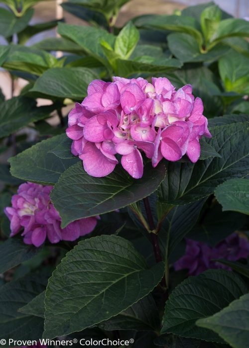 Height 3 - 4' Spacing 4 - 5' Exposure Sun or partial sun Hardy Temp -20°F (-28°C) Uses An excellent summer color item for the mixed border. The distinctive black stems add interest even when the plant is not in bloom. Features Vivid mop-head flowers perch atop black satin stems in summer. Flowers emerge green and peach, then mature to hot pink. Flower color affected by soil pH. Good for cutting. Unusual black stems. Soil Prefers moist, well drained soils. May need winter protection in northern climates. Pruning Prune to shape after flowering. Type Deciduous Bloomtime Summer Flower Color Pink Foliage Color Green Zone 5 - 9