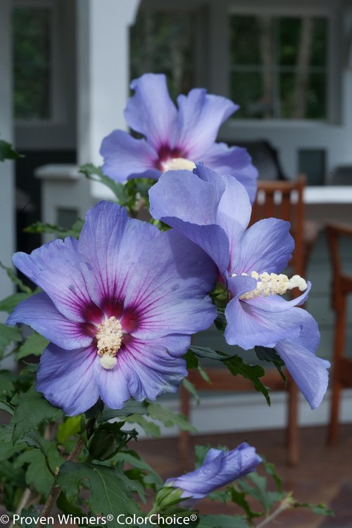 Height 8 - 12' Spacing 6 - 8' Exposure Full sun Hardy Temp -20°F (-28°C) Uses Use as the centerpiece of large container designs or incorporate into mixed borders in the landscape. Good for hedging. Features Rich blue summer flowers add unique color to the garden. Deer resistant. Attracts hummingbirds. Seedless. Soil Adaptable to most well drained soils. Pruning Prune to shape in late winter/early spring. Type Deciduous Bloomtime Summer Flower Color Blue-Purple Foliage Color Green Zone 5 - 9 Awards Silver, 2014 Floral