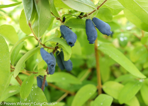 Height 5 - 6' Spacing 5 - 6' Exposure Plant in sun or partial shade Hardy Temp -40°F (-40°C) Uses Home gardens; fruit production Features Hardy; edible fruit Soil Moist, well-drained soil. Pruning Generally not needed. Older plants may be thinned up to 25% in winter. Type Deciduous Bloomtime Spring Flower Color White Foliage Color Green Zone 3 - 6