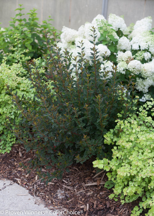 Height 3 - 4' Spacing 4 - 5' Exposure Full sun Hardy Temp -40°F (-40°C) Uses Mixed borders, hedges, foundation plantings. Features Native. White flowers. Bronze-maroon foliage. Very hardy. Soil Adaptable to most soils. Pruning Prune about a third of the branches to the ground in late winter. Type Deciduous Bloomtime Early summer Flower Color White Foliage Color Purple Zone 3 - 7 Awards Silver Medal, Plantarium