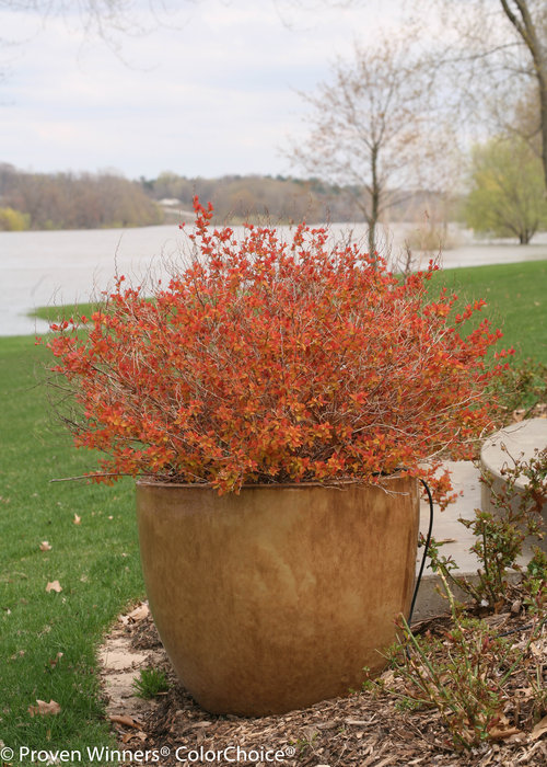 Height 2 - 3' Spacing 3 - 4' Exposure Plant in sun or partial shade Hardy Temp -40°F (-40°C) Uses This is an outstanding landscape plant! It is perfect for mass plantings or as part of the mixed border. Features Massive pink flowers bloom against the bright yellow foliage. Glowing orange spring foliage. Season long color. Deer resistant. Easy to grow. Soil Adaptable to most soils. Pruning Trim after flowering. Type Deciduous Bloomtime Summer Flower Color Pink Foliage Color Yellow Zone 3 - 9