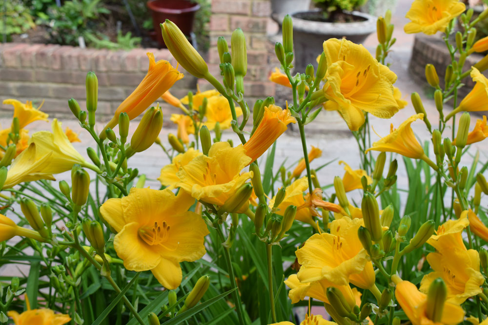 NEW TO GARDENING IN THE PIEDMONT/SANDHILLS