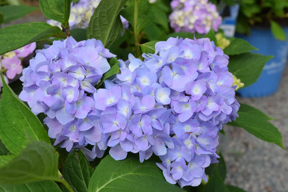 hydrangea_endlesssummer (2).jpg