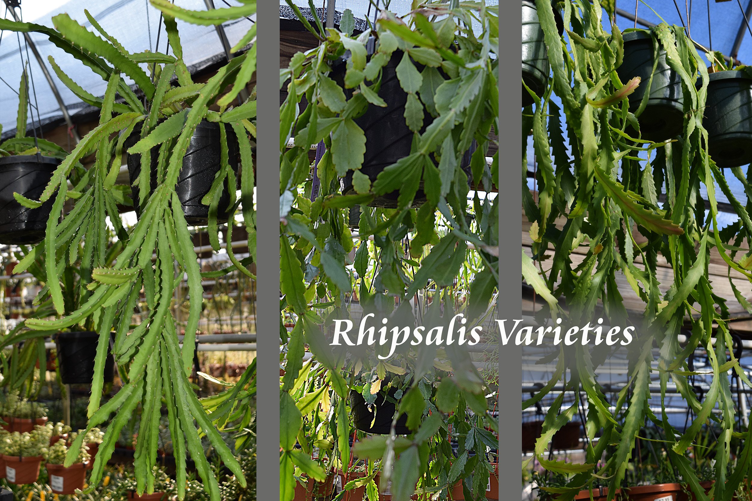 rhipsalis varieties3.jpg