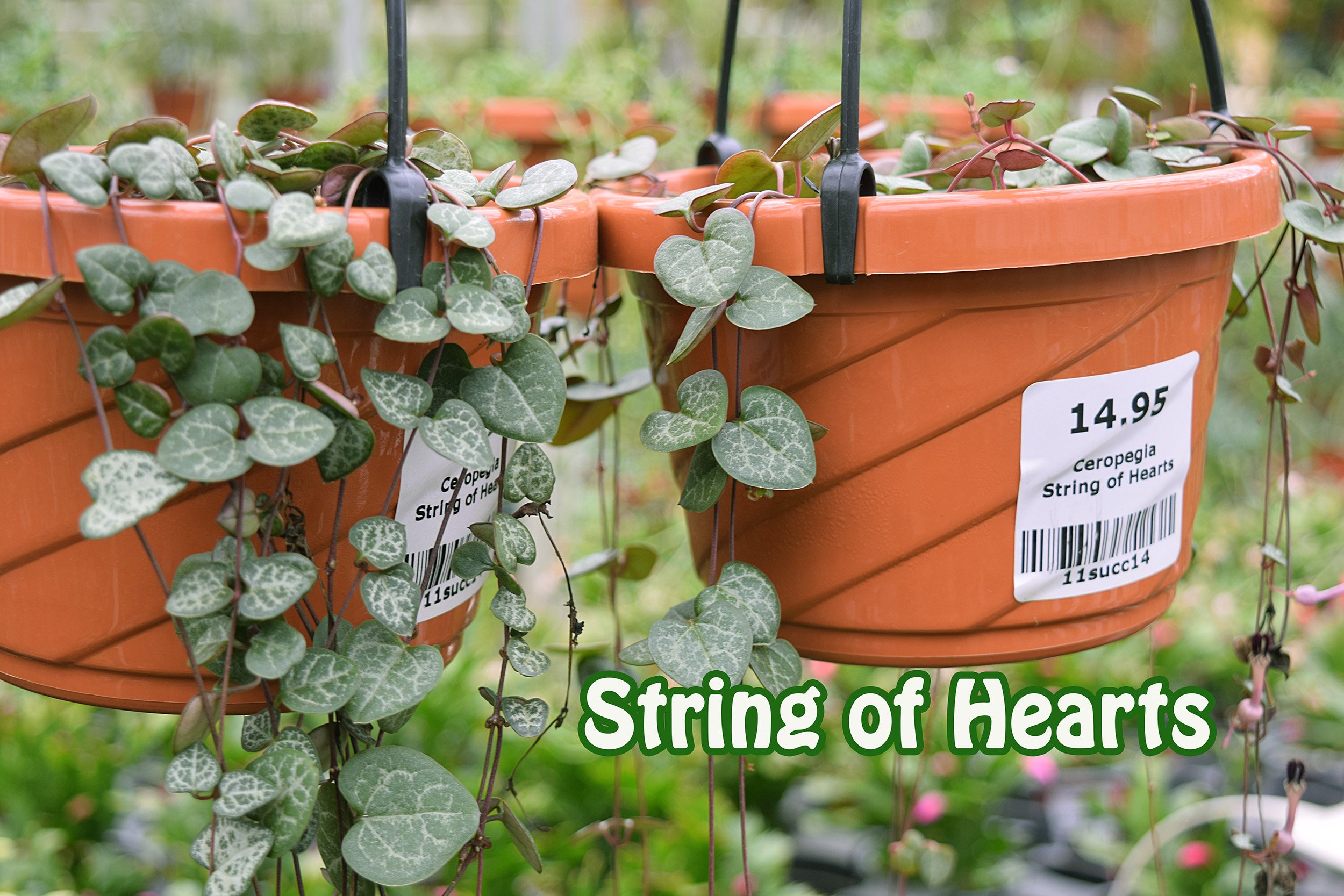 string of hearts.jpg