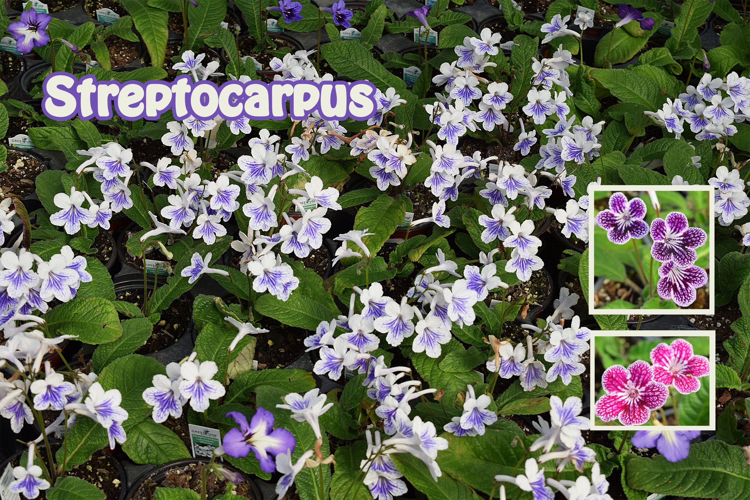 streptocarpus1.jpg