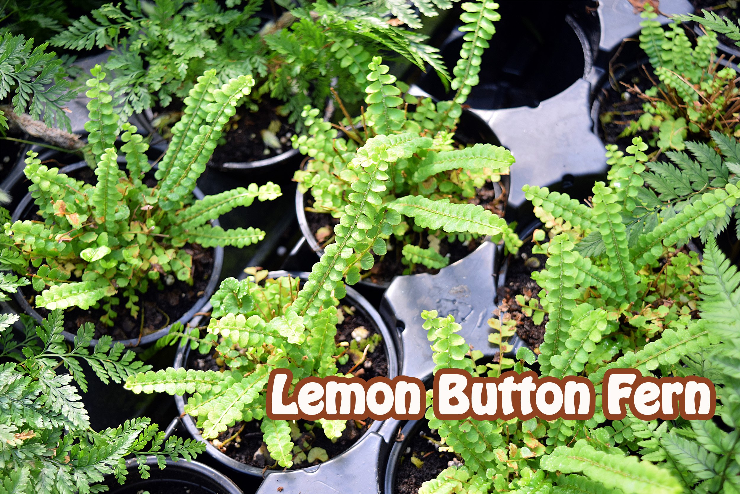 lemon button fern.jpg