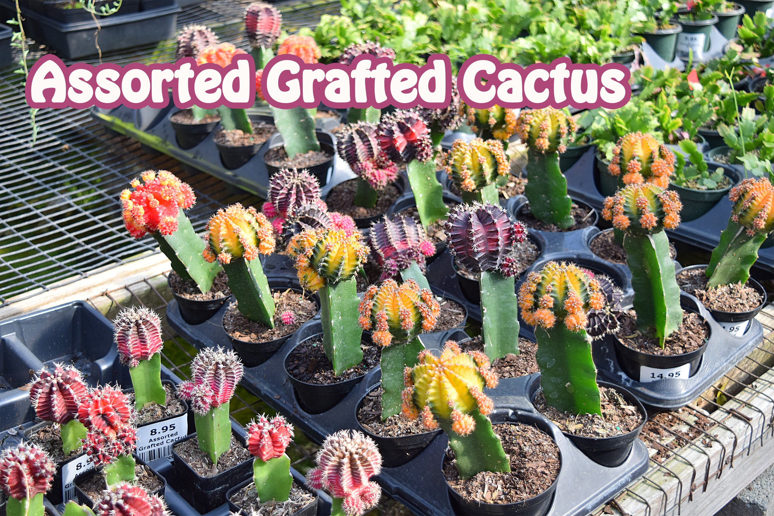 grafted cactus.jpg