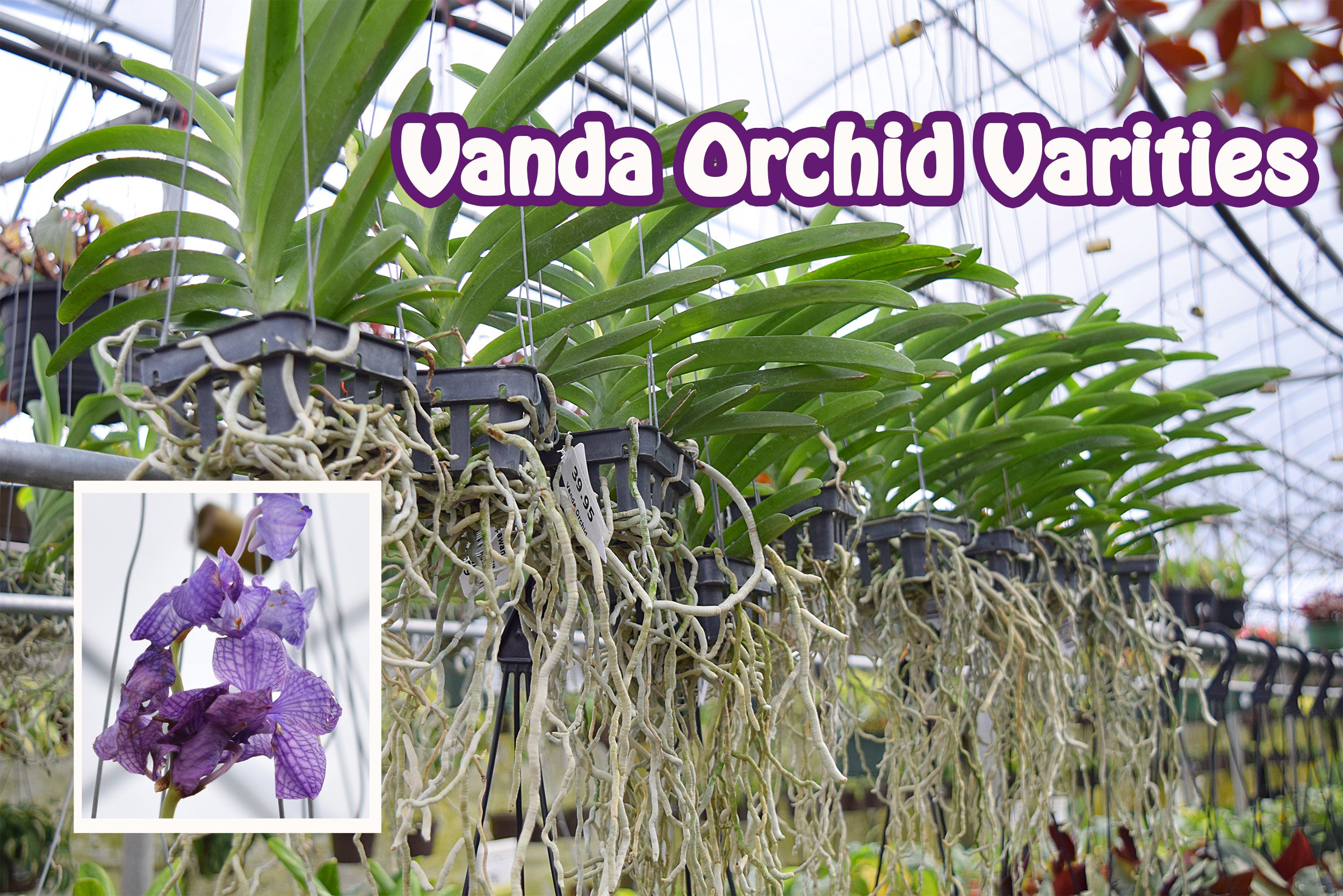 vanda orchid.jpg