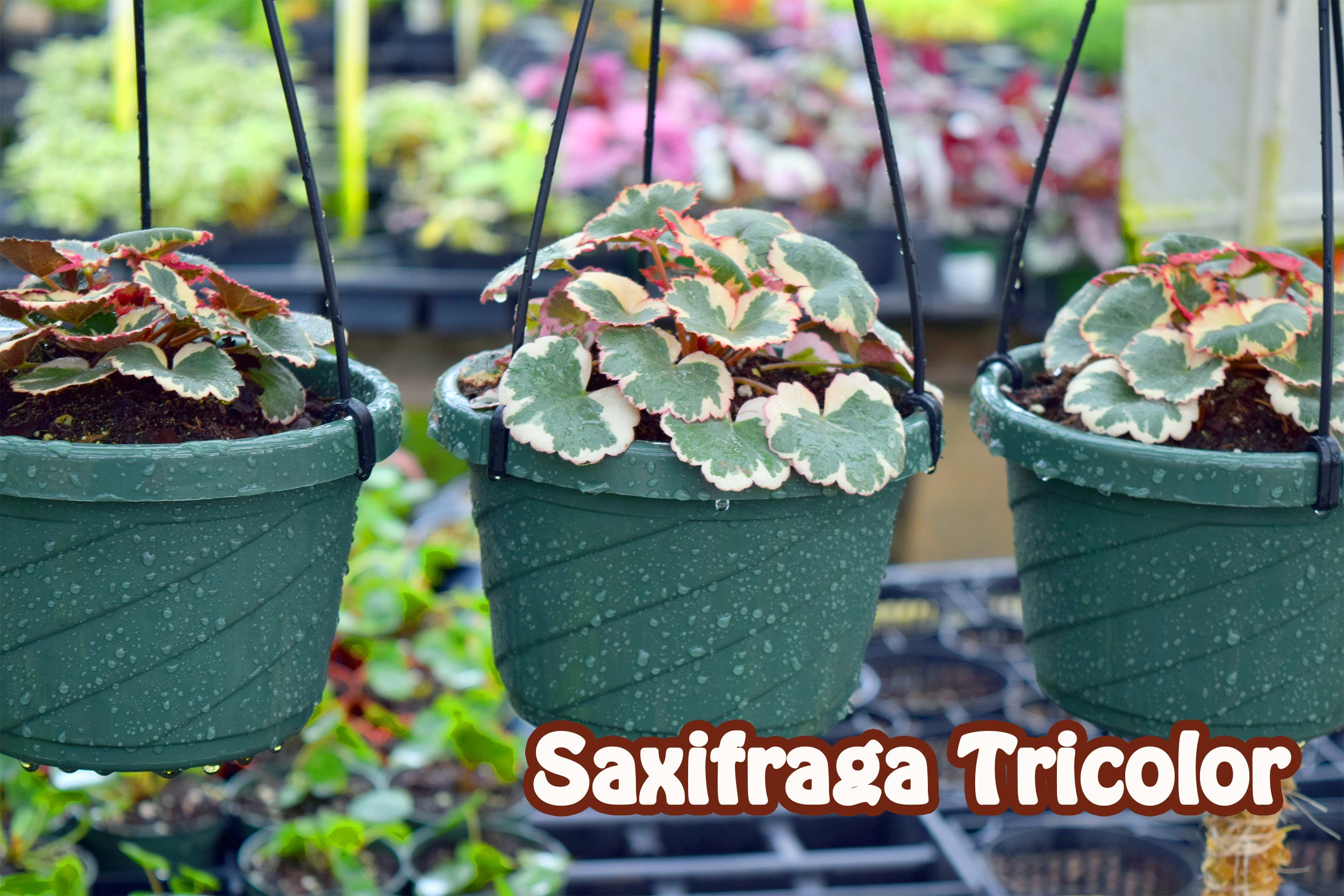 saxifraga tricolor.jpg