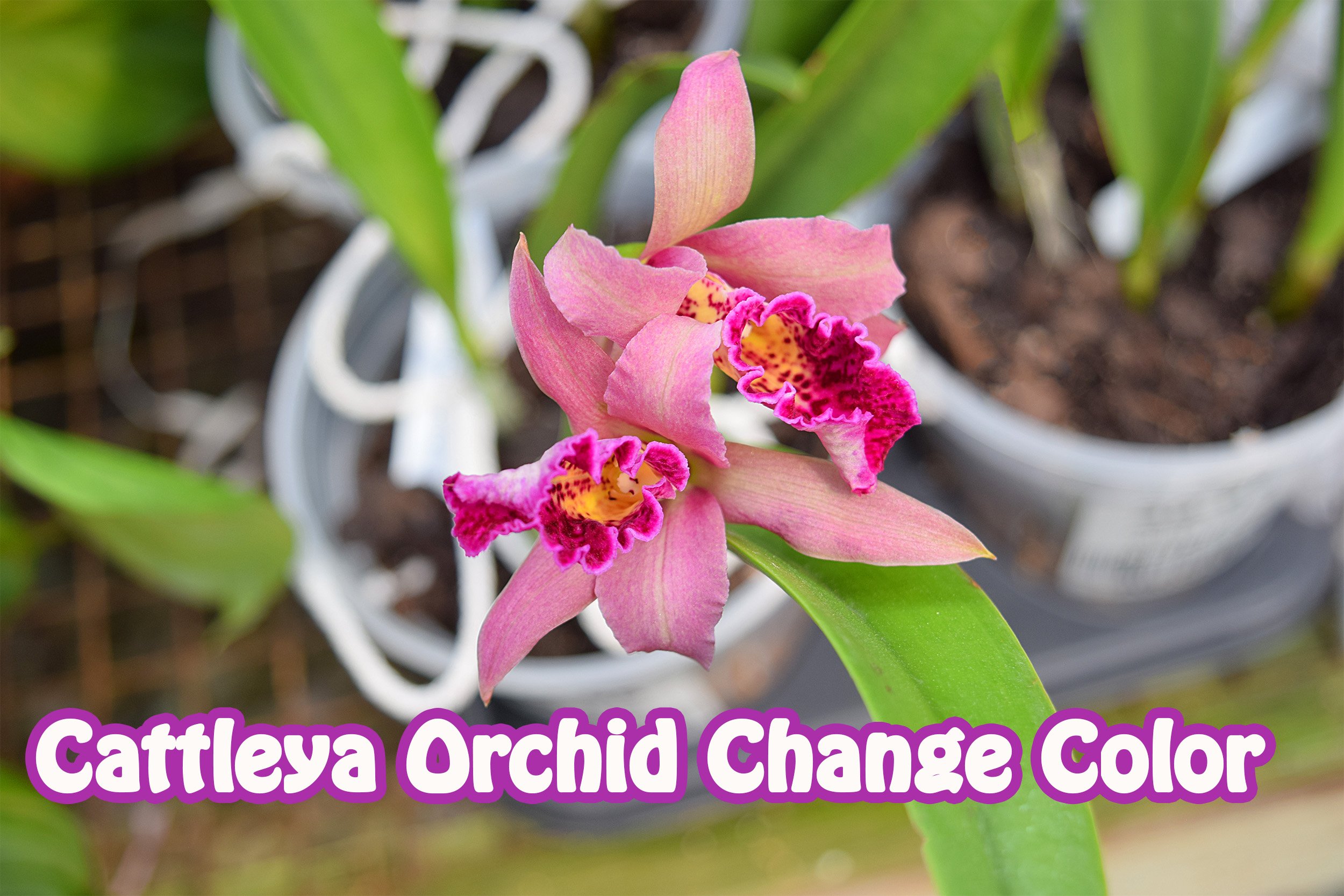 cattleya orchid change color.jpg