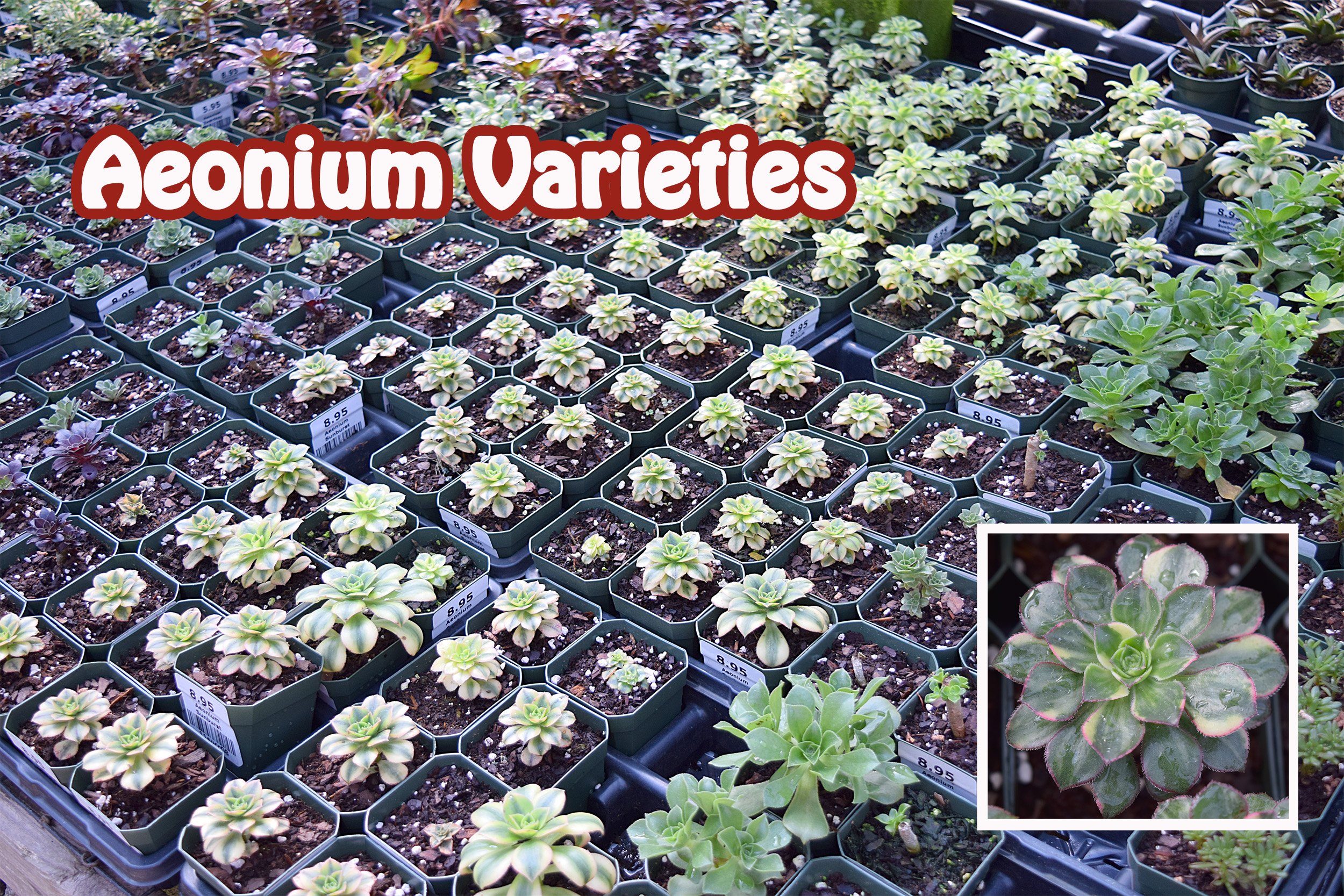 aeonium varieties.jpg