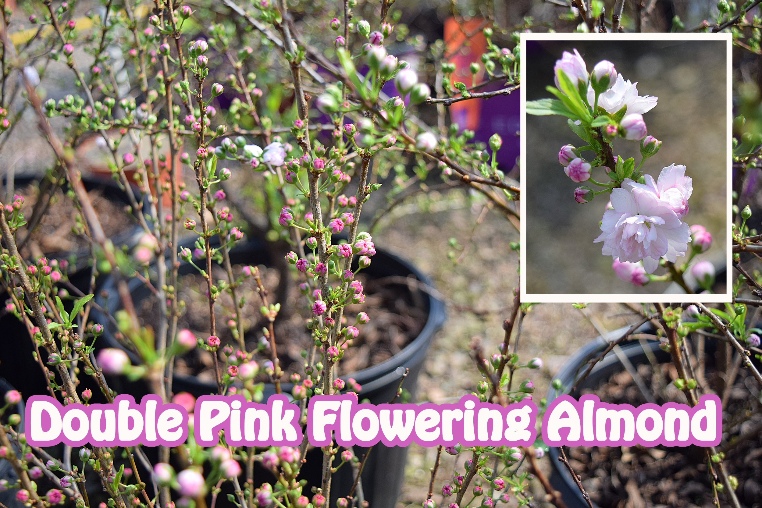 double pink flowering almond.jpg