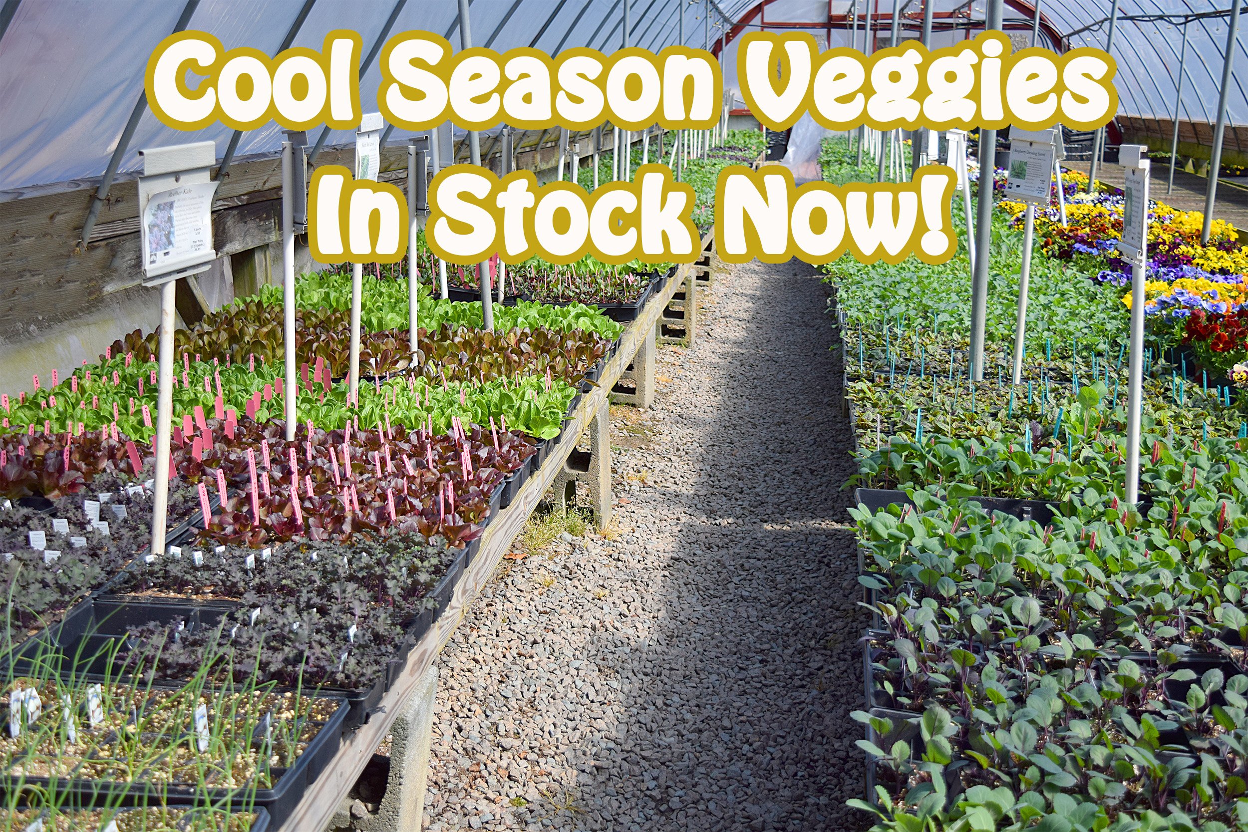 cool season veggies.jpg