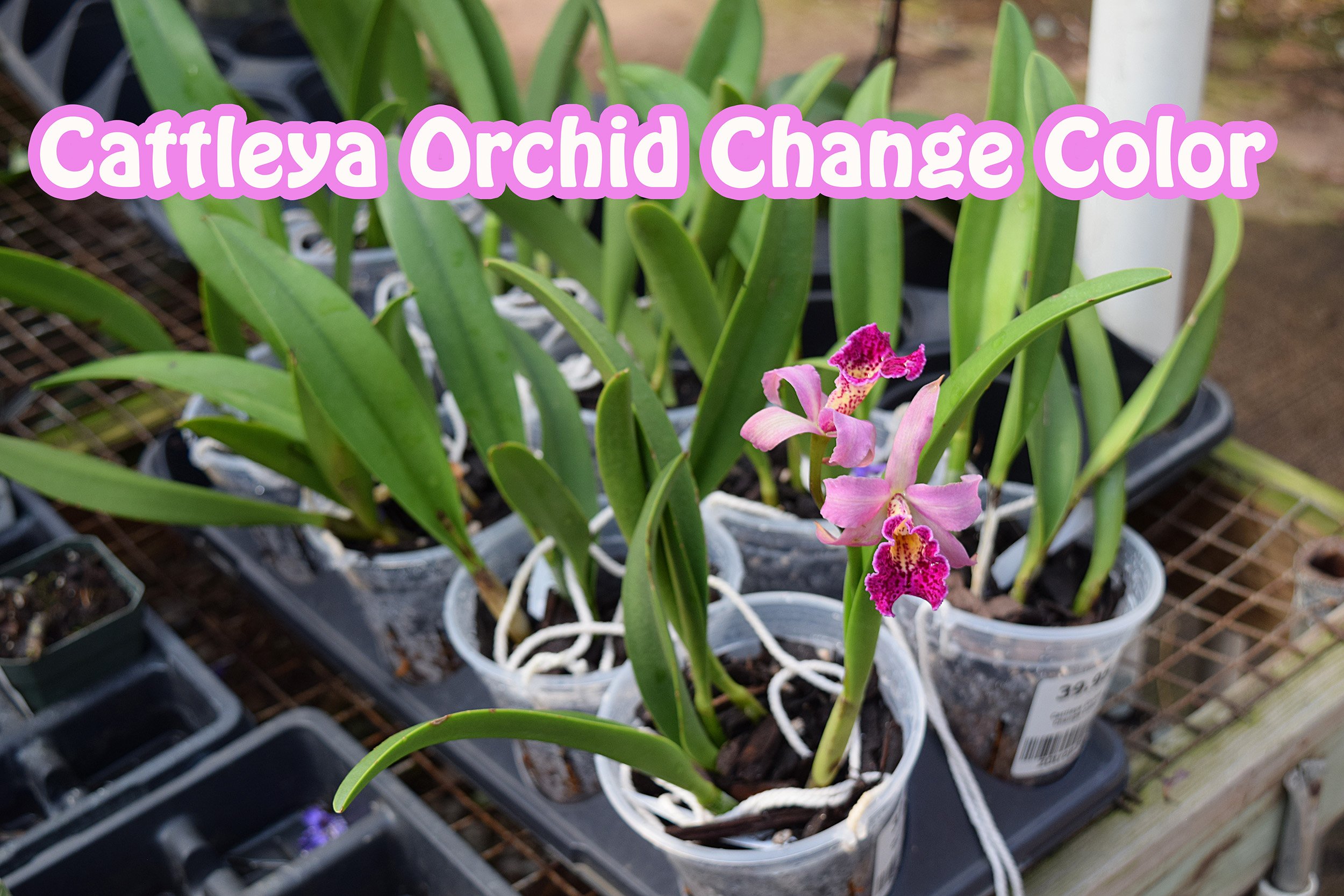 cattleya orchid.jpg