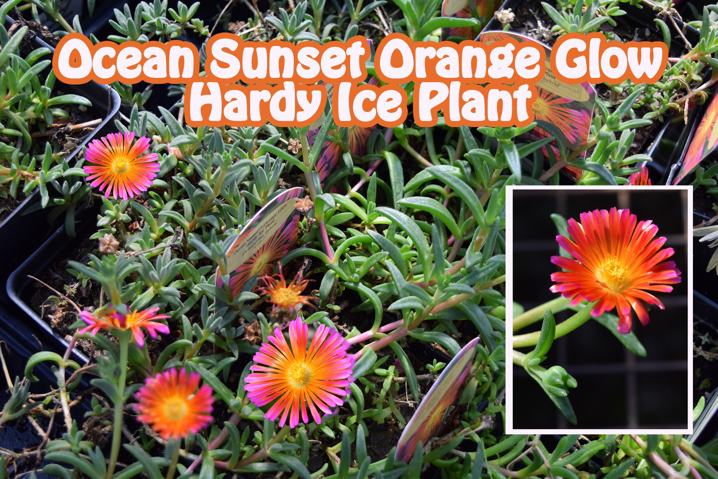 ocean sunset hardy ice plant.jpg