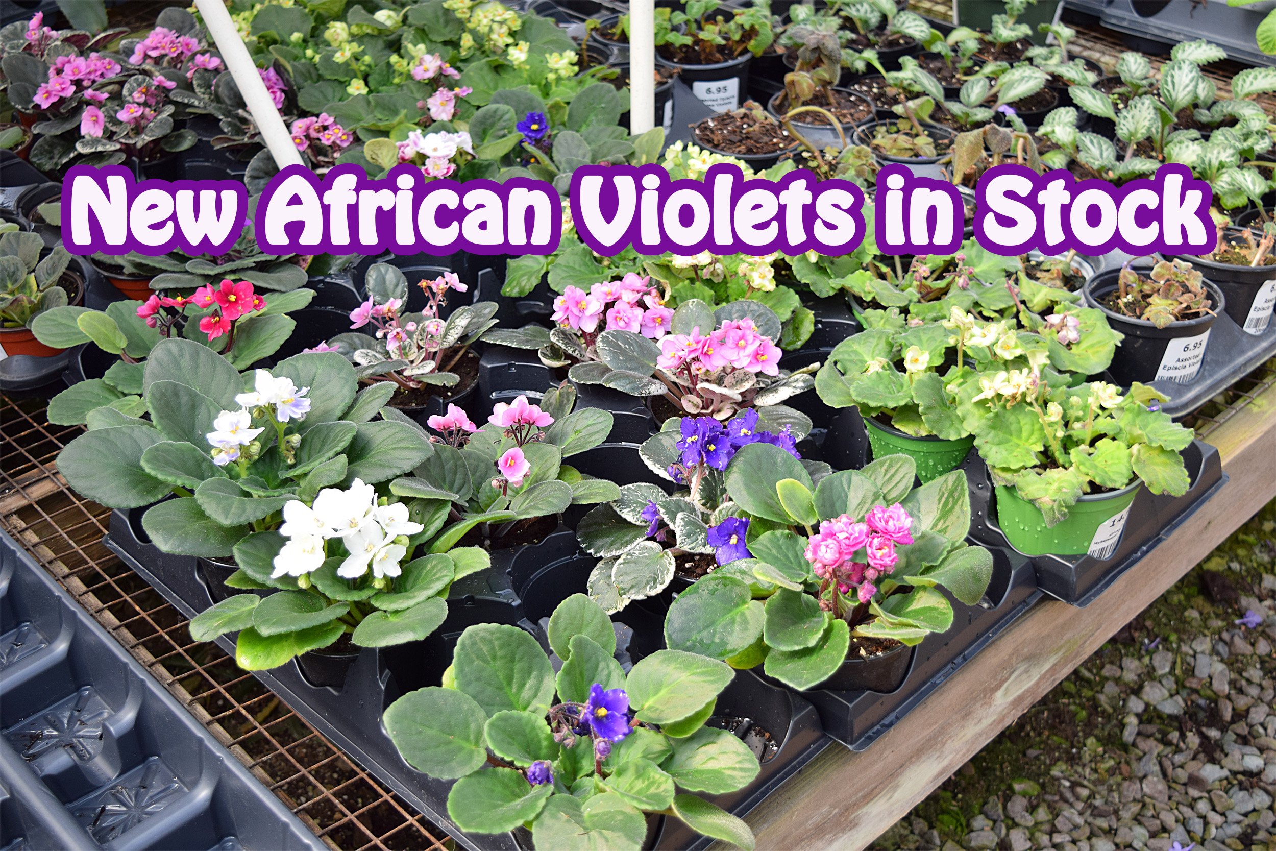 african violets.jpg