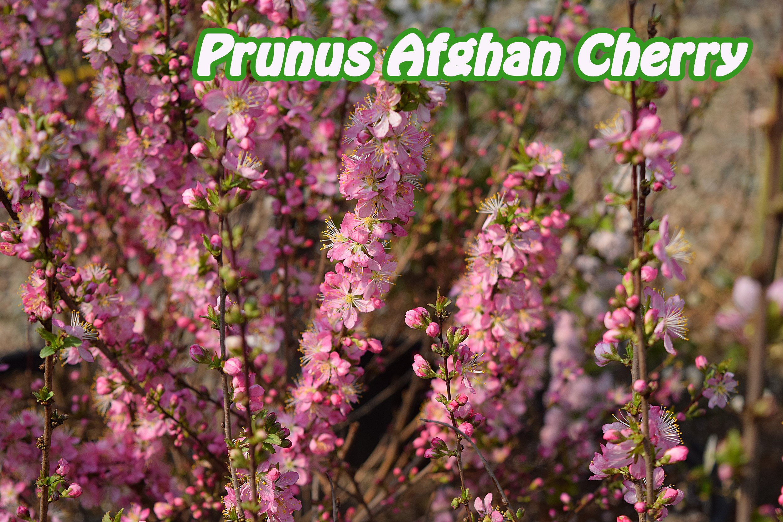 prunus afghan cherry.jpg