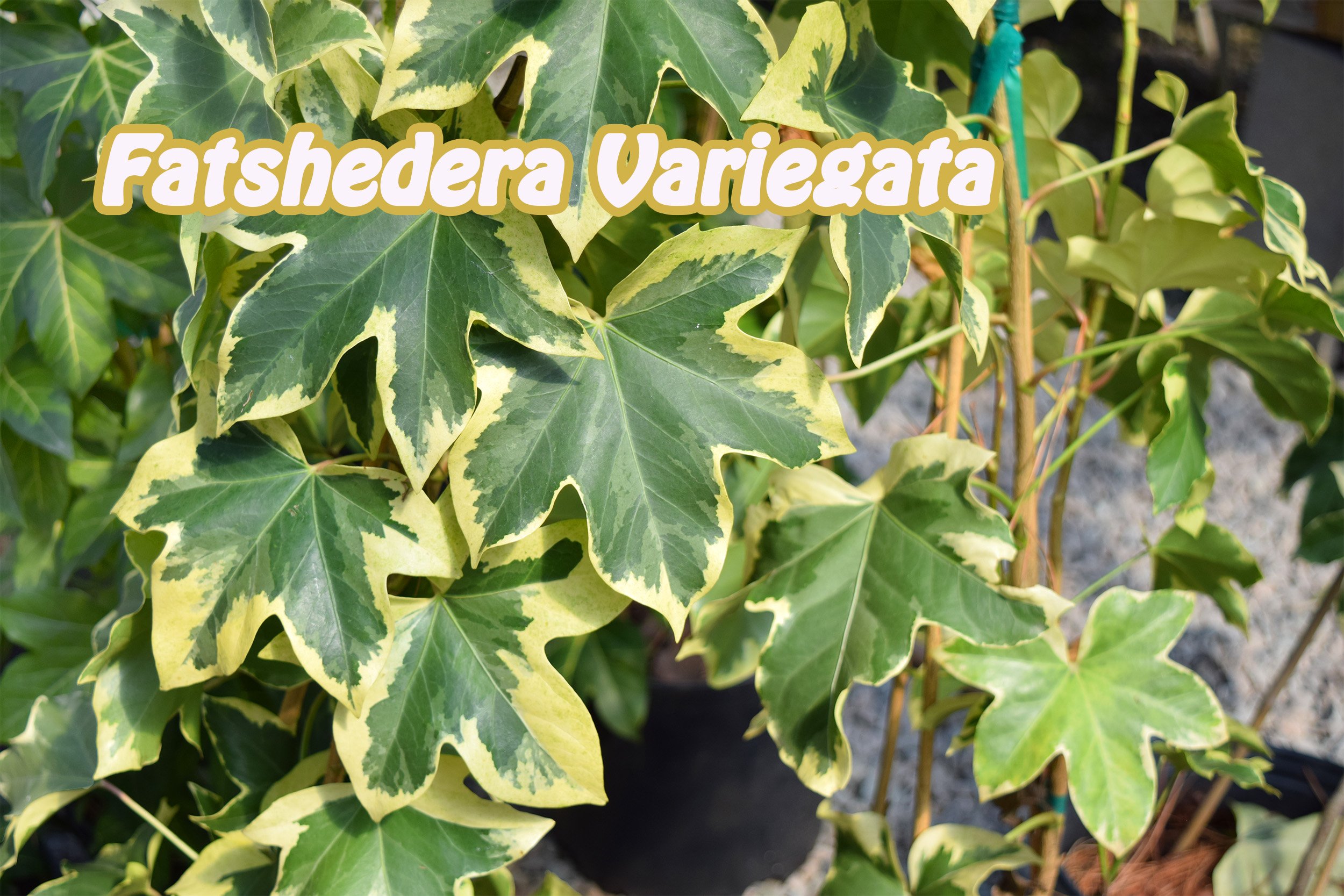 fatshedera variegata.jpg