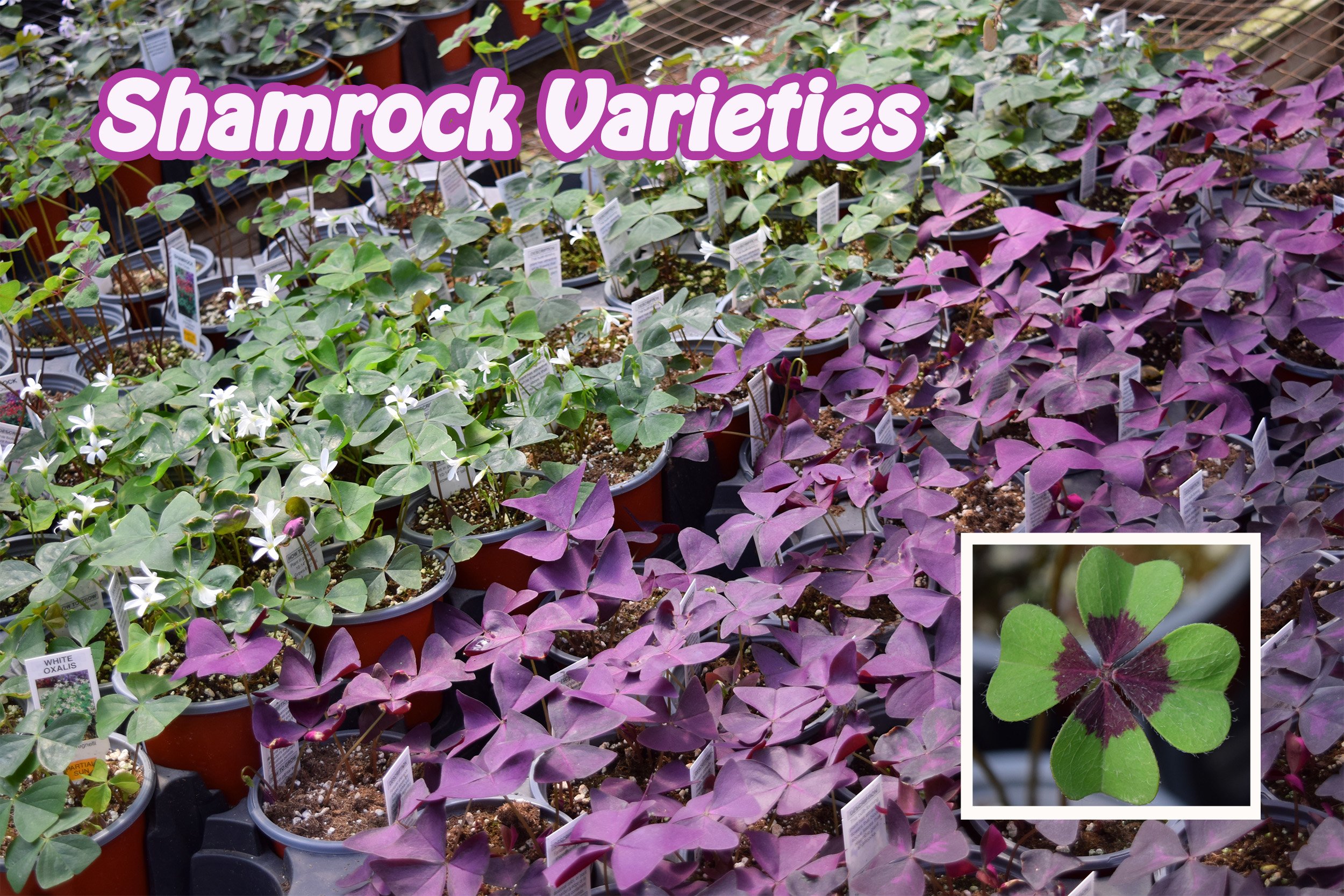 shamrock varieties.jpg