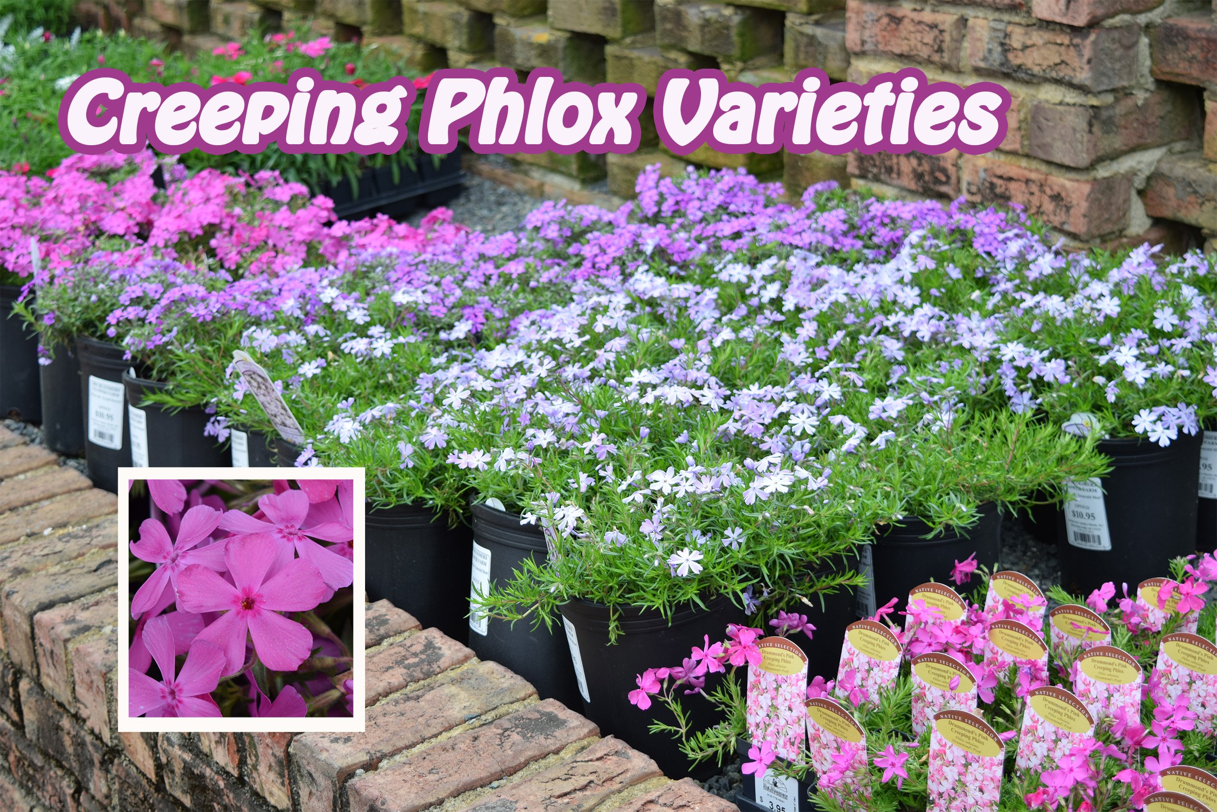 creeping phlox.jpg