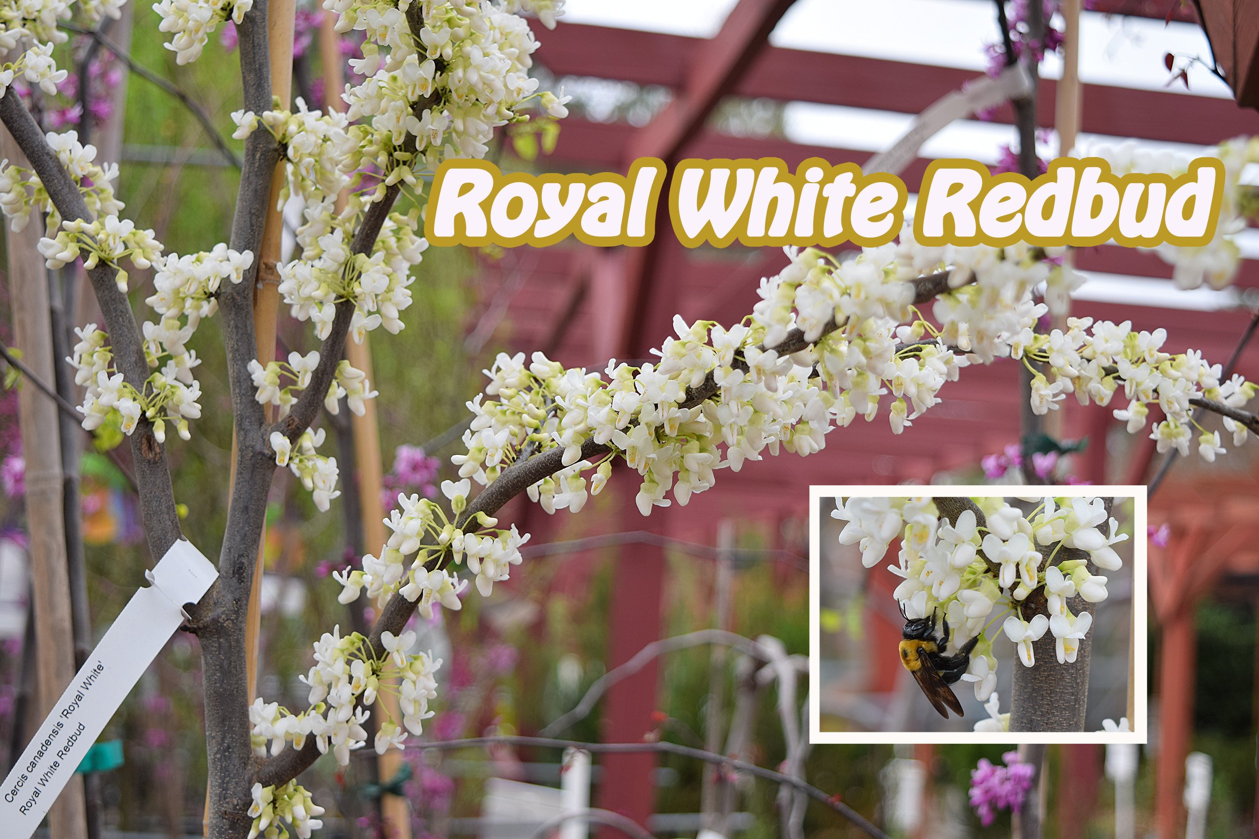 royal white redbud.jpg
