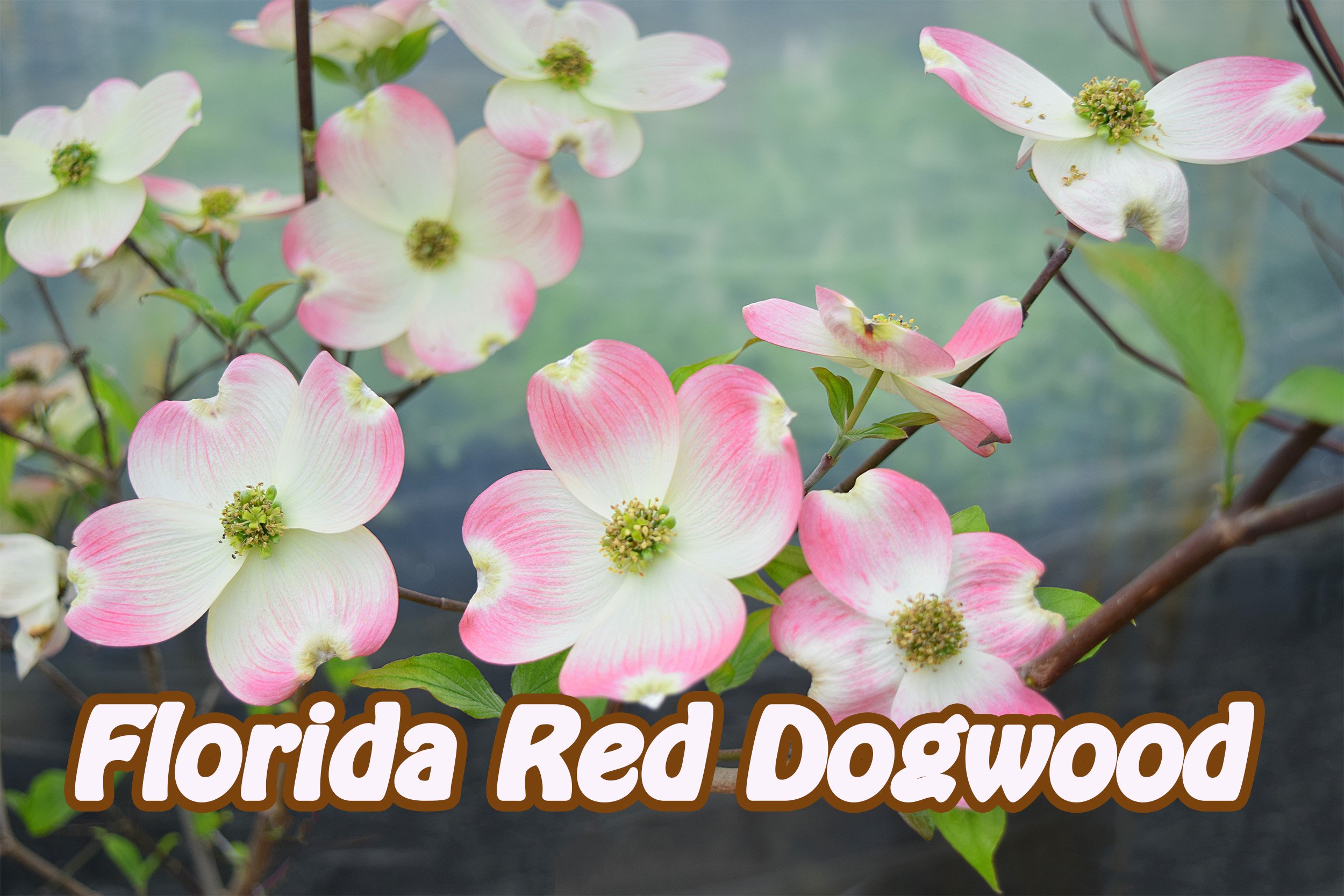 florida red dogwood.jpg