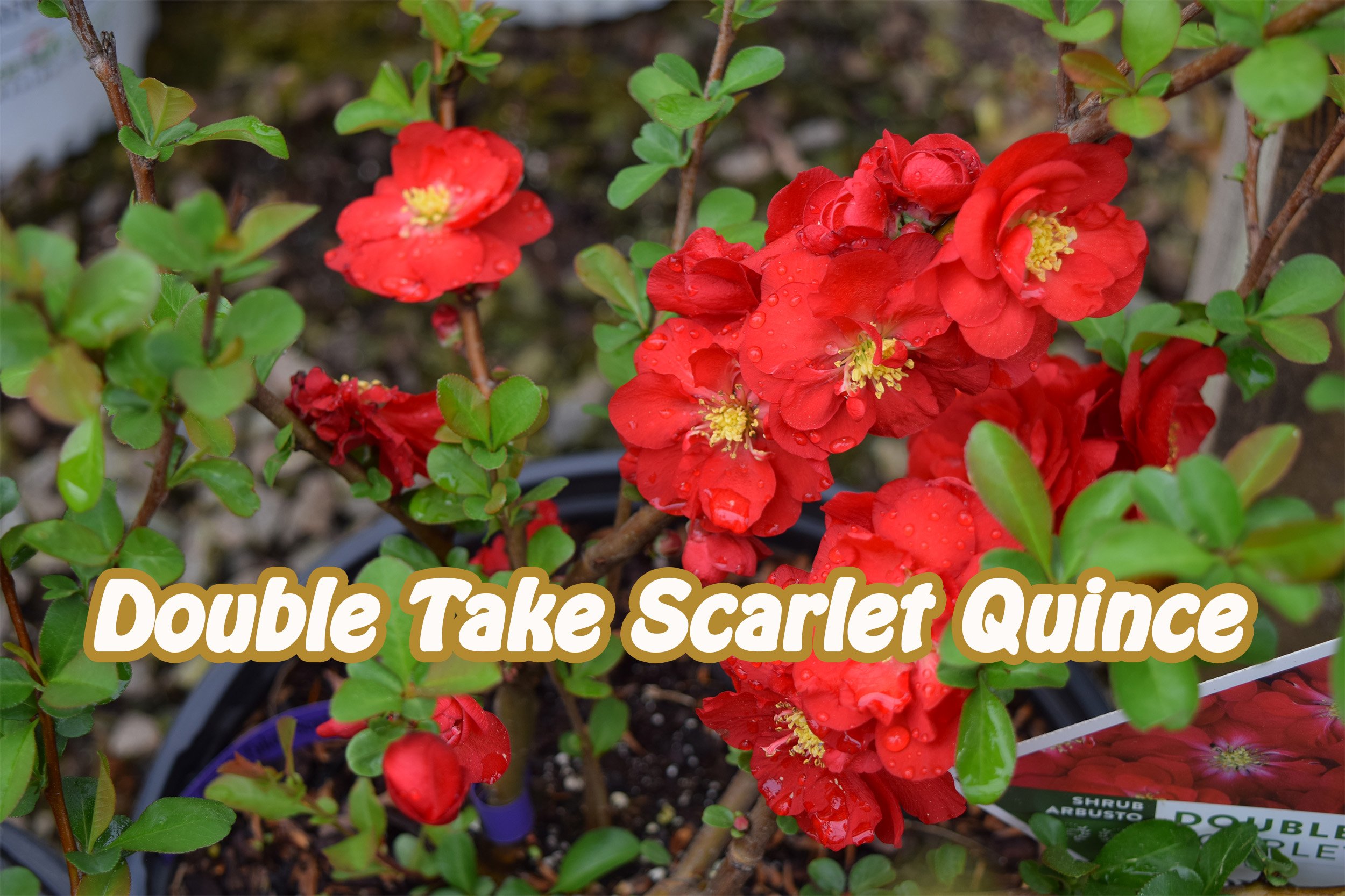 double take scarlet quince.jpg