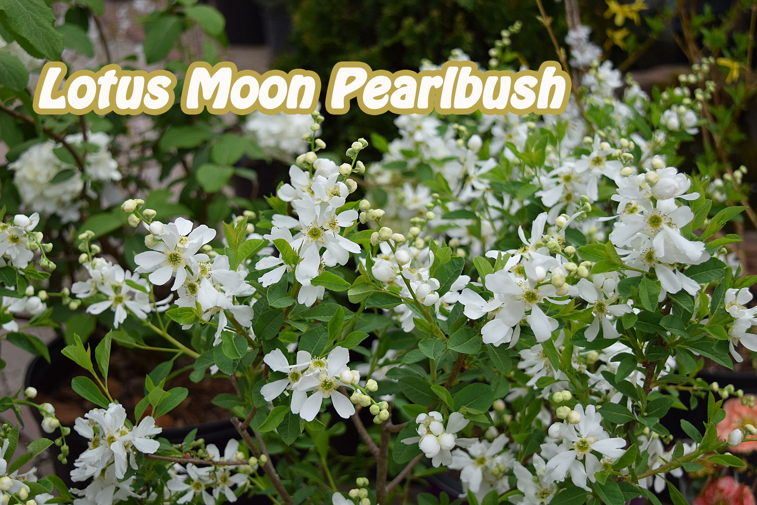 lotus moon pearlbush.jpg