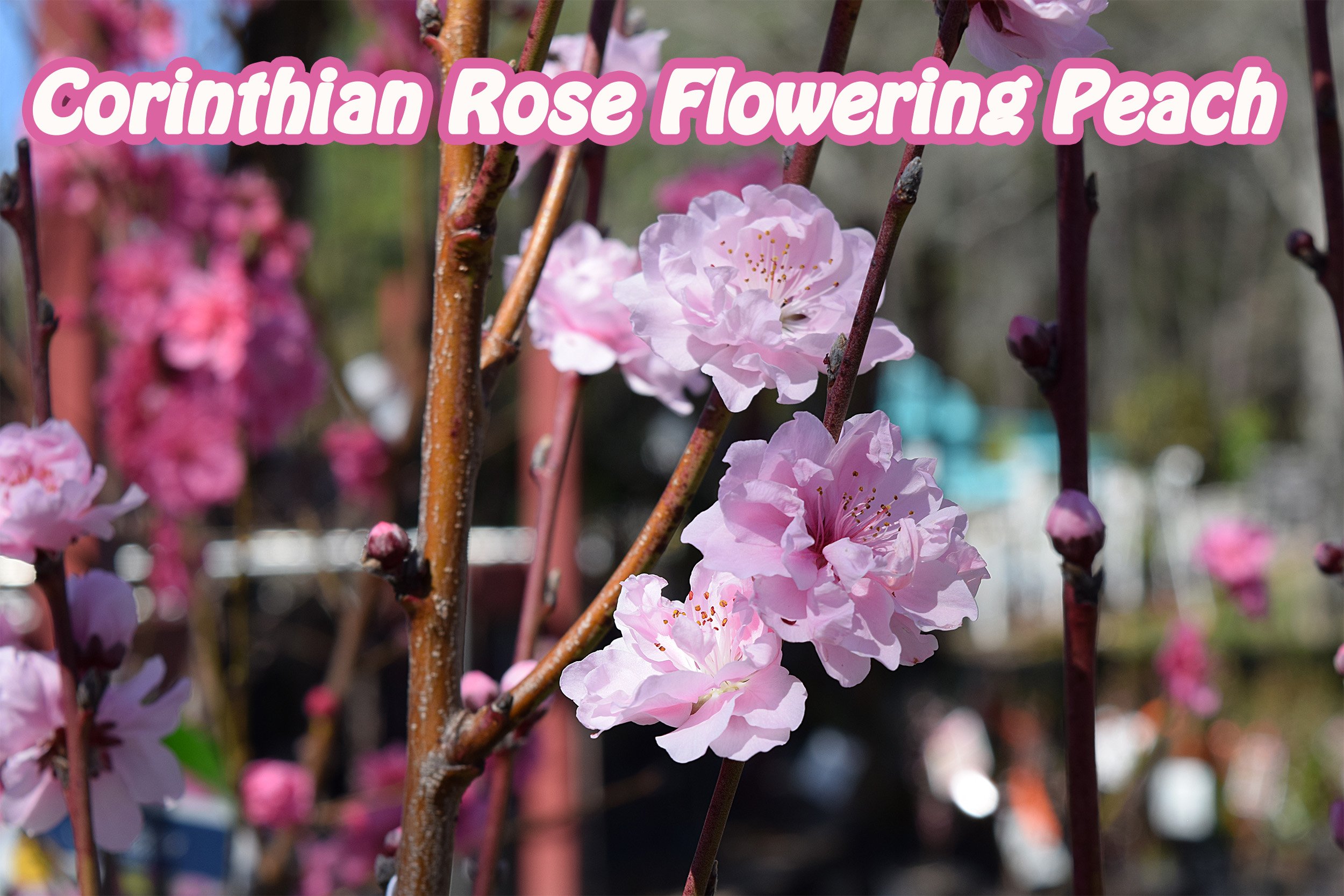 corinthian rose flowering peach.jpg