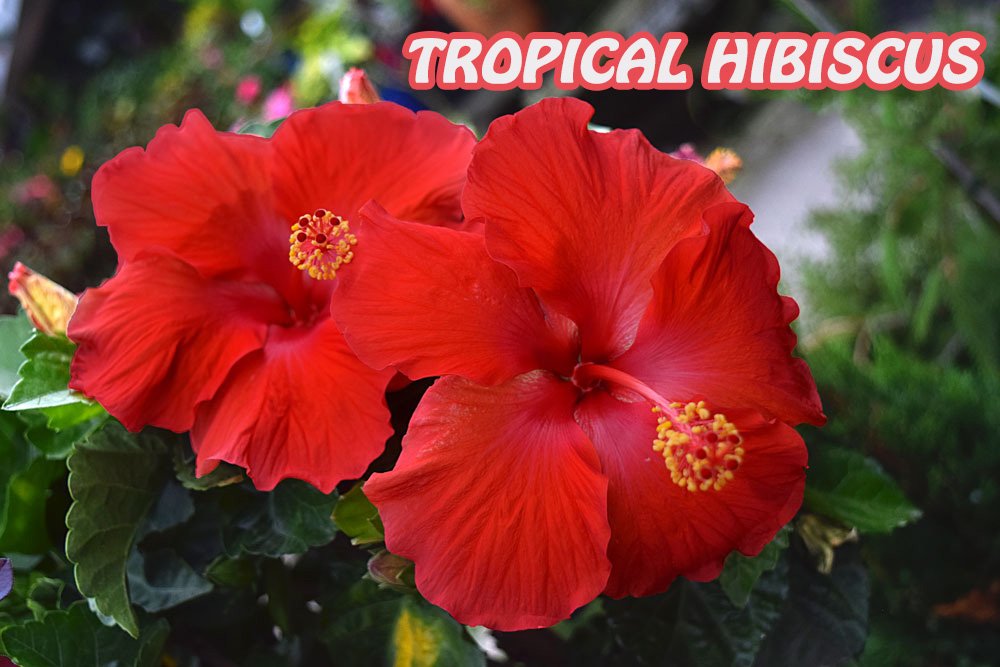 tropical_hibiscus1.jpg