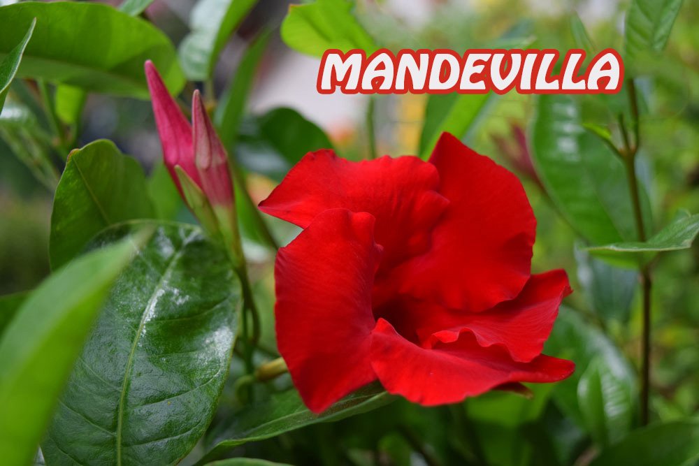 mandevilla.jpg